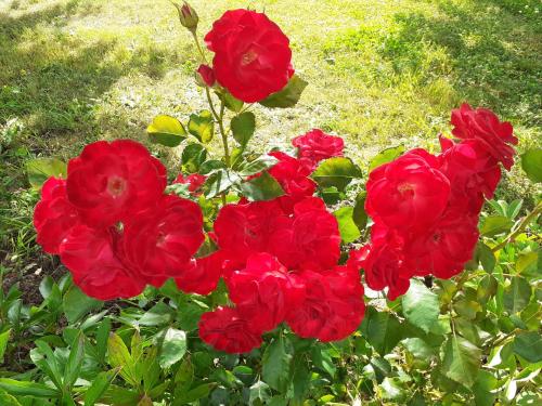 Photo de la galerie de l'établissement Le CHÊNE AUX OISEAUX, à Cormeray