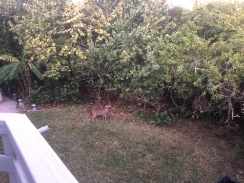 Florida keys /Big Pine Key/Dear Haven – Photos 2