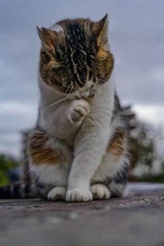 a cat sitting on top of a car with its paw on at Skipbridge farm glamping in York