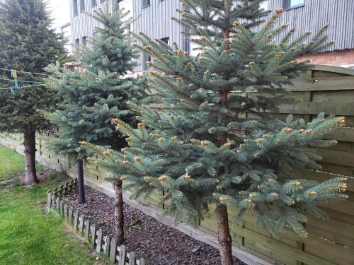 a row of christmas trees in a garden at Apartament AGA13 in Mikołajki