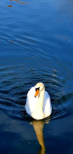 a white swan swimming in the water at Boutique-Hotel Kronenstuben in Ludwigsburg