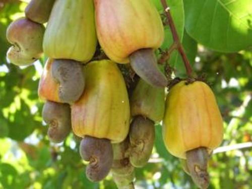 a bunch of green bananas hanging from a tree at 3 Architectural Homes, Wi-fi and Pool in Lagunillas