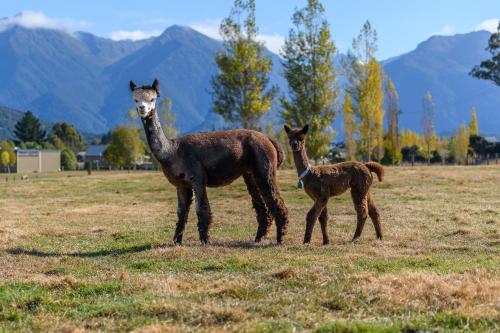 two llamas and a baby camel standing in a field at Kepler Mountain View in Manapouri