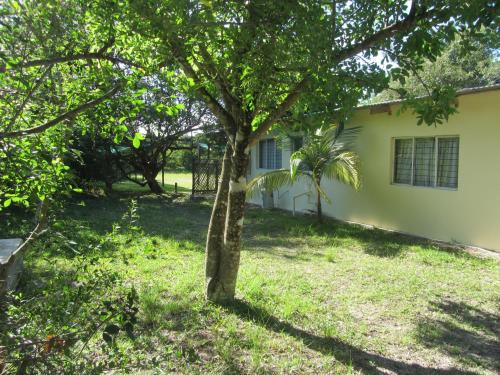 a tree in the yard of a house at Toad Tree Cabins in Sodwana Bay