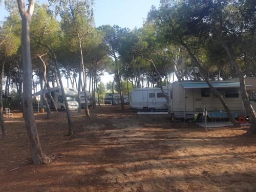 a group of rvs parked in a forest at Agricampeggio La Pineta in Lesina