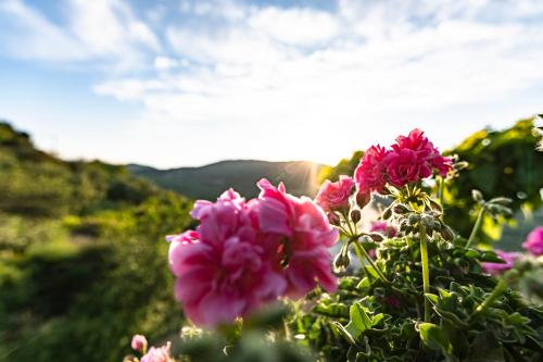 a group of pink flowers with the sun in the background at Rikanthos Stone Sea View Apartment Ι in Falelianá