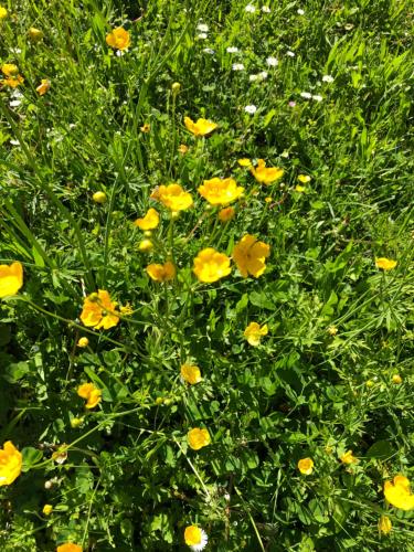 um campo de flores amarelas na relva em Bergpanorama em Oberstdorf