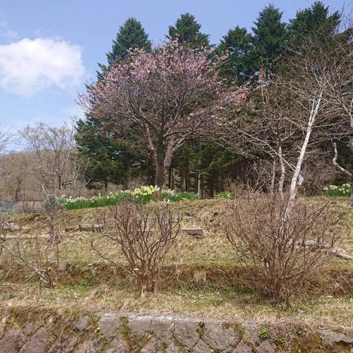 a park with trees and a bench in a field at NOBORIBETSU no MORI in Noboribetsu