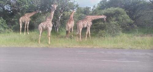 Hyena House 4180 – Photos 3