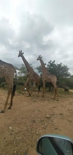 Hyena House 4180 – Photos 2