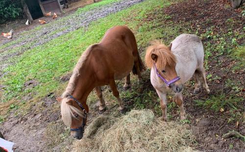 two miniature ponies eating hay in a field at Gästewohnung Hardinghaus am Teich in Warendorf