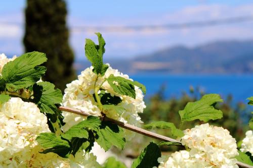 a bunch of white flowers on a tree at Vergina Star Hotel in Nikiana