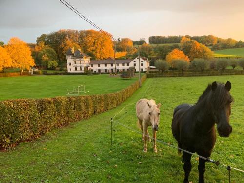 two horses standing in a field next to a fence at De Molenhoeve in Voeren