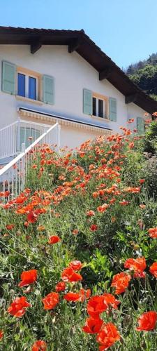 a field of red flowers in front of a house at Grand appartement 6 personnes, surf, ski et randonnées in Nendaz