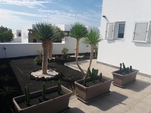 three palm trees in pots in a courtyard at VILLA LANZAROTE in Puerto Calero