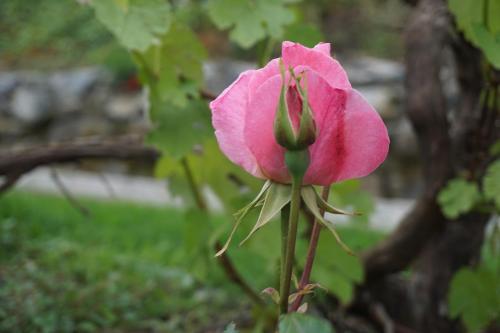 a pink flower on a tree at Agriturismo U muinettu in La Spezia