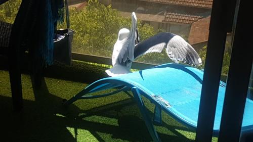 Un oiseau se tient sur une table à côté d'une piscine dans l'établissement Luxurious Studio in Cannes 450m from sea with Terrace and Air Conditioning and private Parking, à Cannes