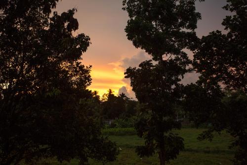 a sunset seen through the trees in a field at Barefoot Bungalow Hikka in Hikkaduwa