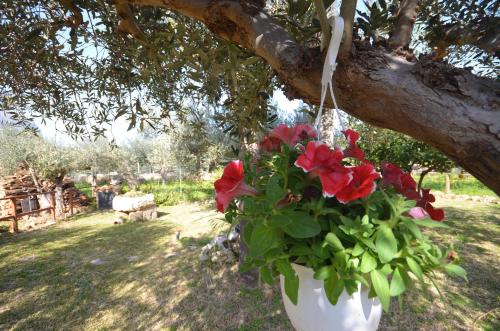 a pot of red flowers hanging from a tree at Cascina degli Ulivi in Castelluzzo