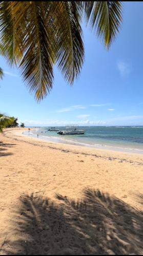 a palm tree on a beach with a boat in the water at Lovely Beachfront 2 bedrooms condo with 2 pools in Las Terrenas