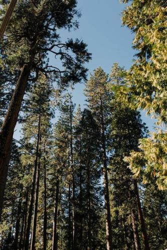 a group of tall trees in a forest at The Long Barn Lodge in Long Barn