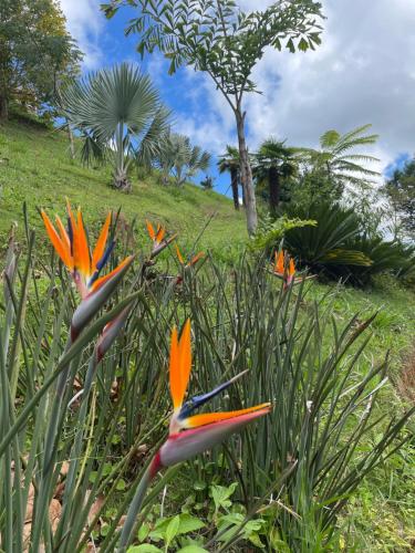 Taman di luar Rancho do Paioleiro