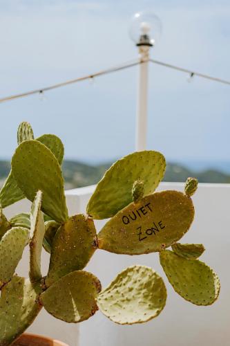 a cactus with a sign on it that reads only love at Paradise Relais Villa Janto' in Ischia
