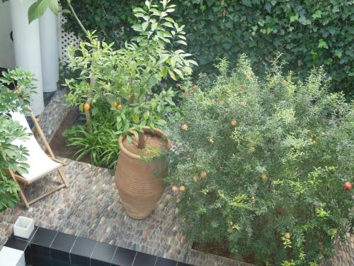 Riad Tchinaにある庭