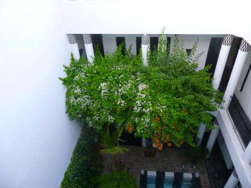 Riad Tchinaにある庭