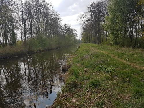 un fiume con una strada sterrata vicino a una foresta di Domek letniskowy na Mazurach a Miłomłyn