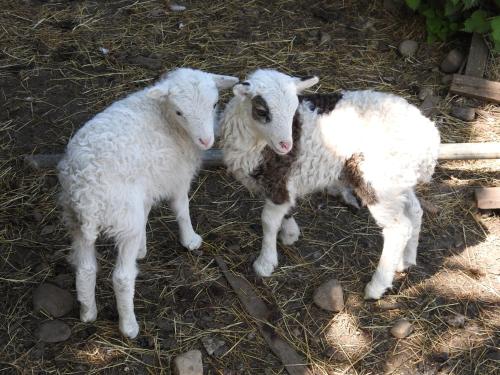 duas ovelhas brancas ao lado uma da outra em Tyncellar Farm holiday cottages em Margam