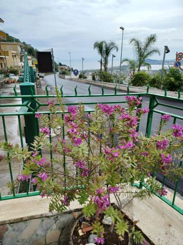 a plant with purple flowers in front of a fence at Villa Maria - Family House in Monte di Procida