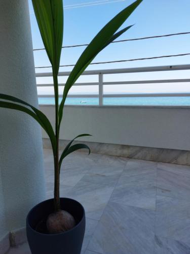 a plant in a pot in a room with a window at Nefeli Seaside Apartments in Polykhrono