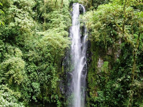 a waterfall in the middle of a forest at Bosque de Paz Reserva Biologica in Toro Amarillo