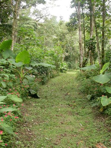 a path in a forest with green plants and trees at Bosque de Paz Reserva Biologica in Toro Amarillo