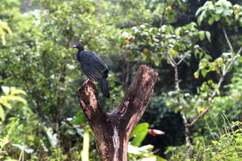 a bird sitting on top of a tree branch at Bosque de Paz Reserva Biologica in Toro Amarillo