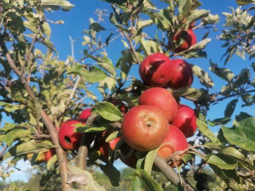 a bunch of apples growing on a tree at Baranja Black Hill's in Gajić