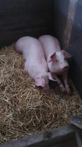 a pig laying on some hay in a pen at Hinterreithlehen - Ferienwohnung am Bauernhof in Mittersill