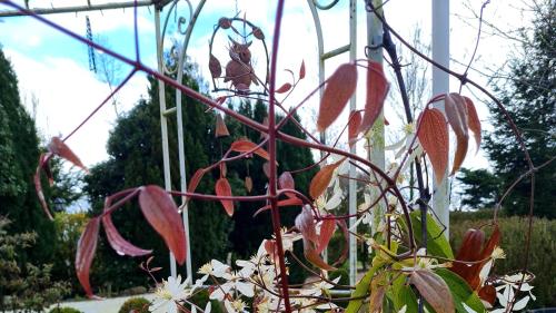 a plant with red leaves and white flowers in a garden at Green Haven in Friskney