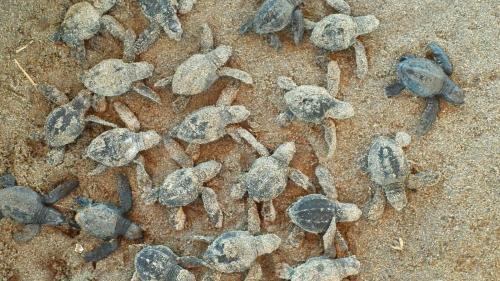 a group of turtles on the ground at Villa Star of the Sea in Barra de Navidad