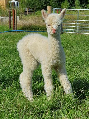 a baby lamb standing in the grass at Dartmoor Reach Alpaca Farm Heated Cabins 5 mins drive to Dartmoor in Bovey Tracey