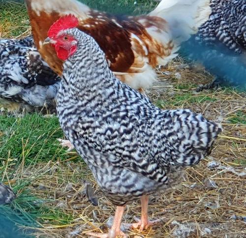 a group of chickens standing in the grass at Dartmoor Reach Alpaca Farm Heated Cabins 5 mins drive to Dartmoor in Bovey Tracey