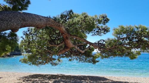 un árbol en una playa con el agua en TAKE IT EASY Mobile Home, Camp Basko Polje #New2022, en Baška Voda