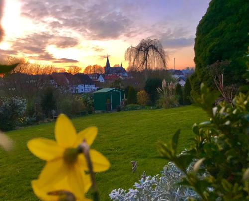 a yellow flower in a field with the sunset in the background at Ferienwohnung Körbecke am Möhnesee in Möhnesee