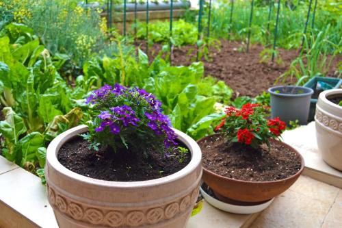 two pots of flowers on a table in a garden at Tivat Apartments in Tivat