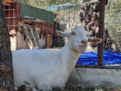 a white goat standing next to a fence at IL GIRASOLE in Castelvecchio Calvisio