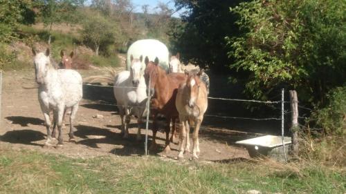 a group of horses standing next to a fence at Maison à louer Les Roses in Arconville