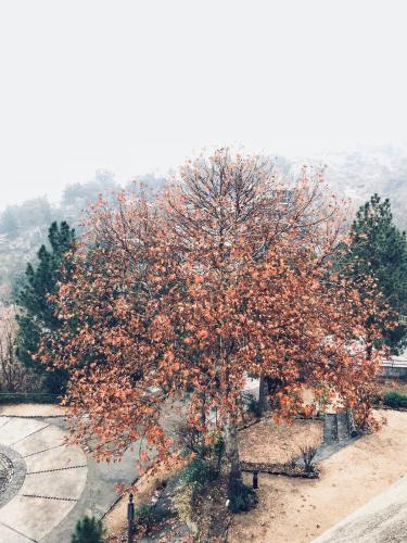 a tree with orange leaves on it next to a bench at Rock City Resort in Mingora