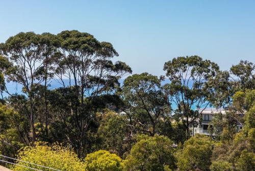 a group of trees with a house in the background at Kiara in Lorne