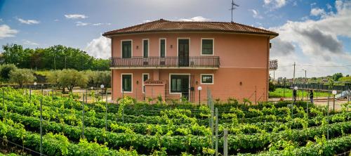 a building in a field of vines at Bee Happy - Bed and Breakfast in Zafferana Etnea